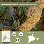 Nature Packaged Cedarwood Essential Oil (Himalayan) - Direct from Hindustan Mint & Agro in India - Essential Oil for Diffusers a
