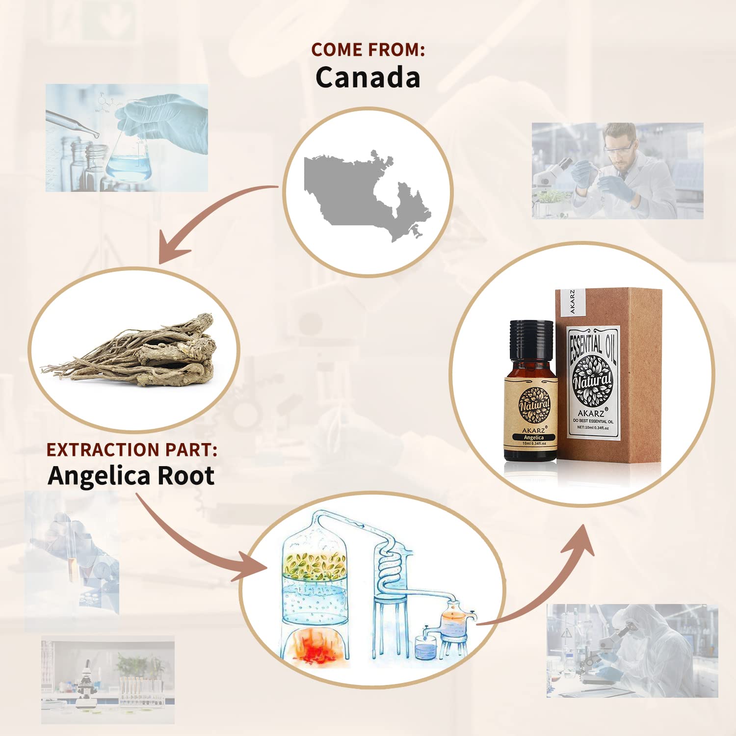 AKARZ Angelica Essential Oil Natural Organic Pure Angelica Oil for Skin Body Hair Care, Candle,Soap,Making, DIY,Massage Aroma 0.