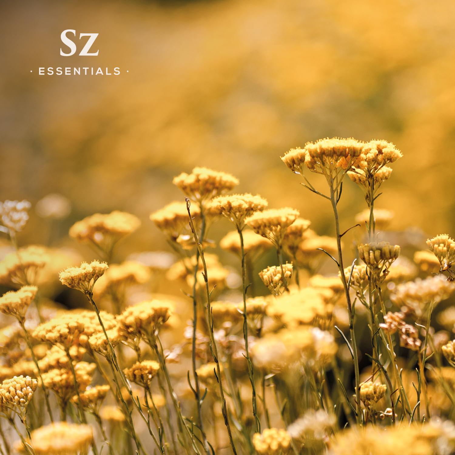 Sz Essentials - Helichrysum 100% Pure, Essential Natural Oil - Extracted from Helichrysum Italicum Immortelle - Pleasant & Sweet