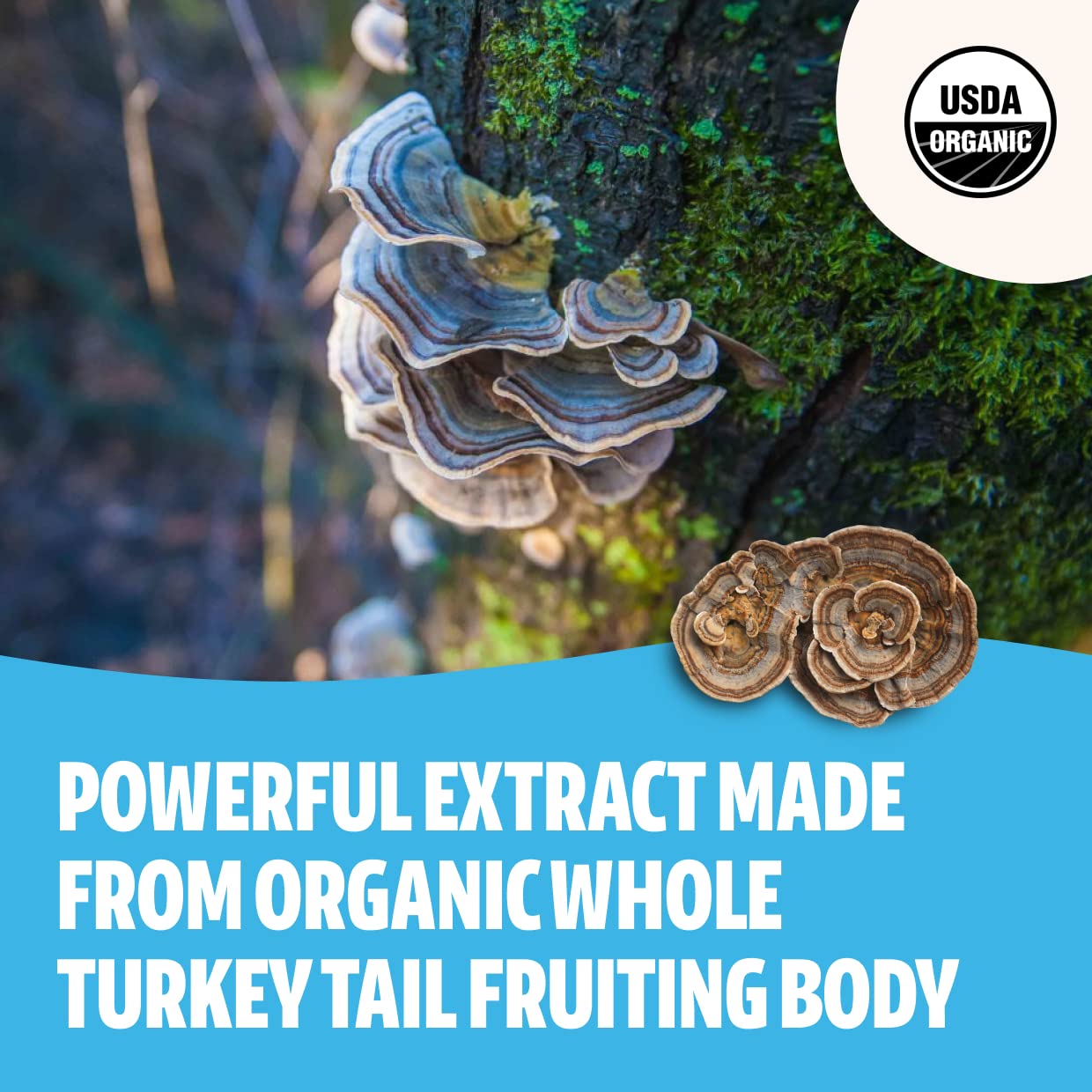 FreshCap Organic Turkey Tail Mushroom Extract Powder - Ayurveda USDA Organic -60 g- Supplement - Immune Protection - Add to Coff