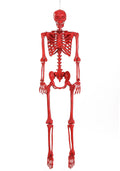 Crazy Bonez Red Pose-N-Stay Skeleton