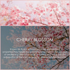 Cherry Blossom Essential Oil 120ml (4 Fl Oz), SALKING Pure & Natural Fragrance Oils, Aromatherapy Essential Oils for Diffuser, M