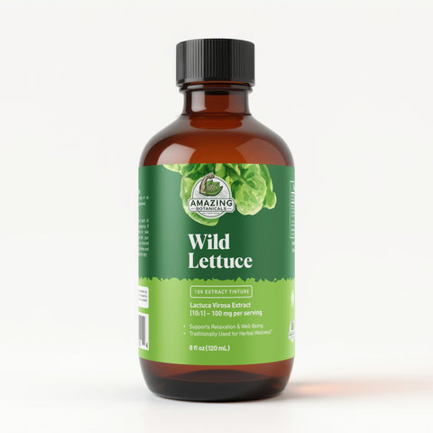 Amazing Botanicals Alcohol Free Wild Lettuce 10X Extract Tincture | Bulk Size | - USDA Organic Wild Lettuce (Lactuca Virosa) Dri
