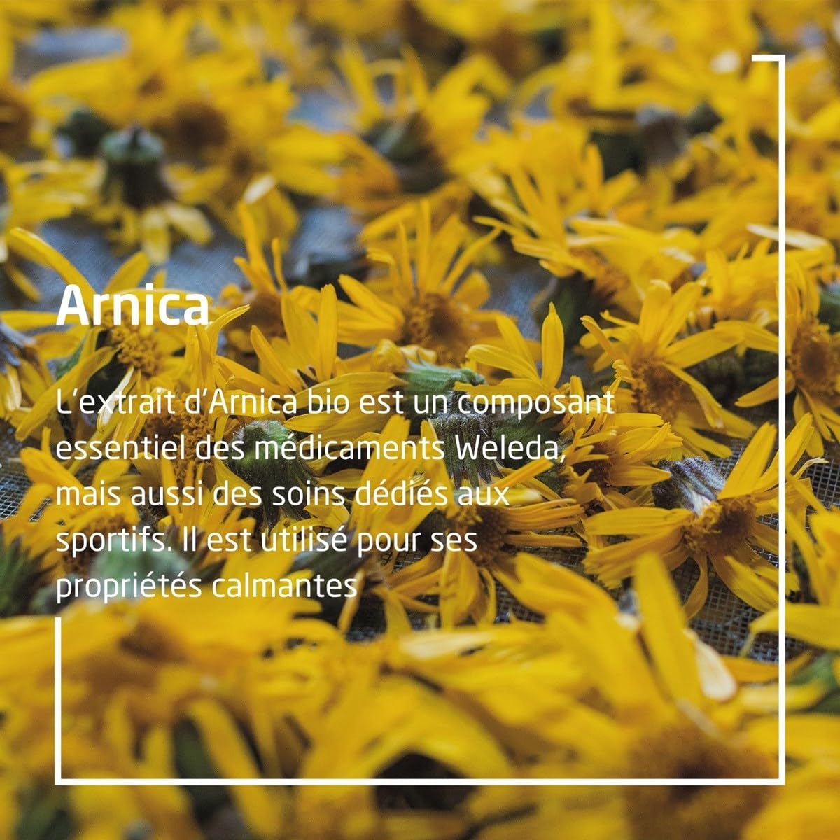 Weleda Arnica Massage Oil 3.4 Fl Oz