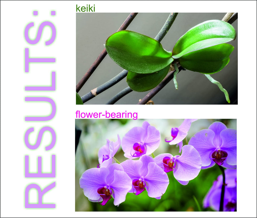 ELIT Orchid CLON+ Cytokinin Keiki Cloning Paste for Burgeon Awakening - Bloom Booster with Vitamins B1 and B6 (10 ml)