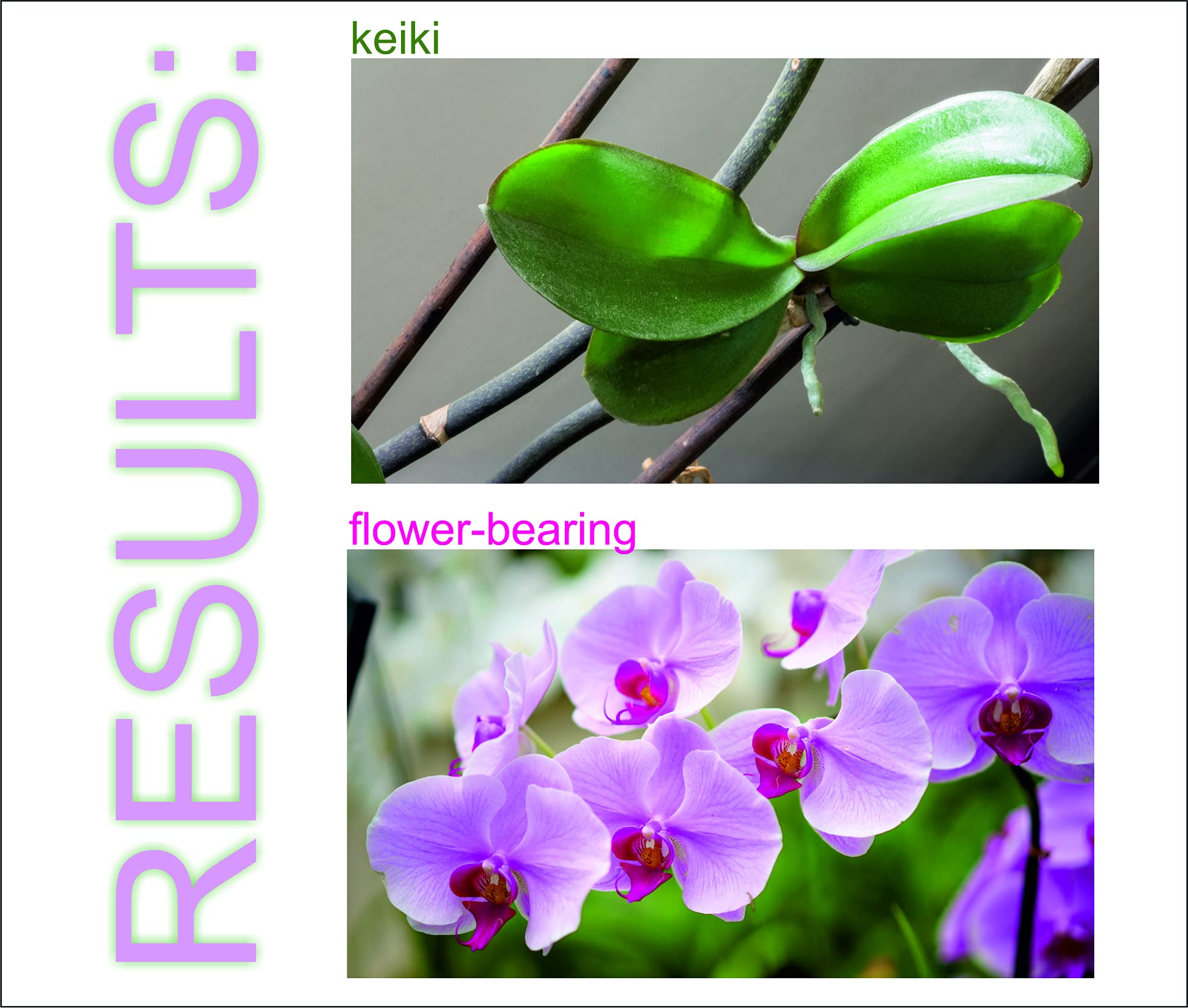 ELIT Orchid CLON+ Cytokinin Keiki Cloning Paste for Burgeon Awakening - Bloom Booster with Vitamins B1 and B6 (10 ml)