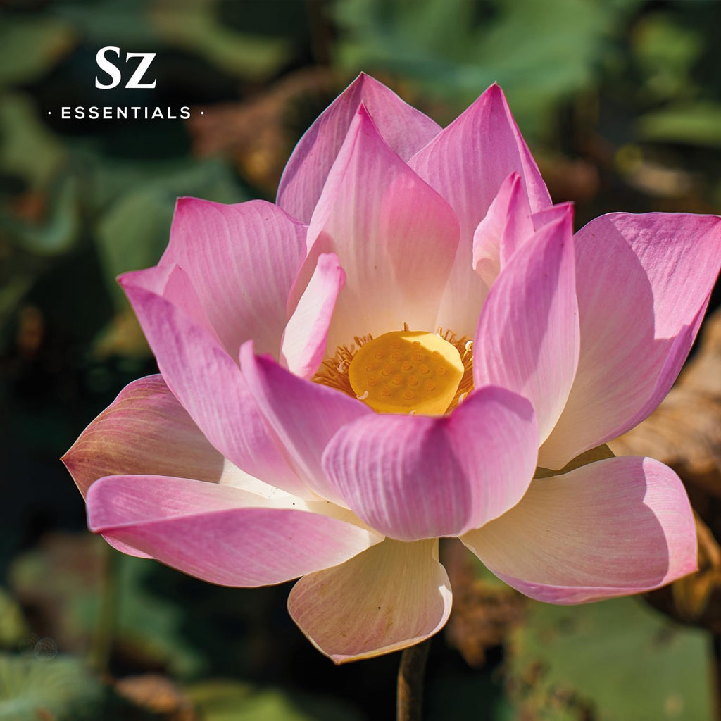 Sz Essentials - Pink Lotus 100% Pure, Essential Natural Oil - Extracted from Nymphaea Nucifera - Divine & Sweet Scent, with Exot