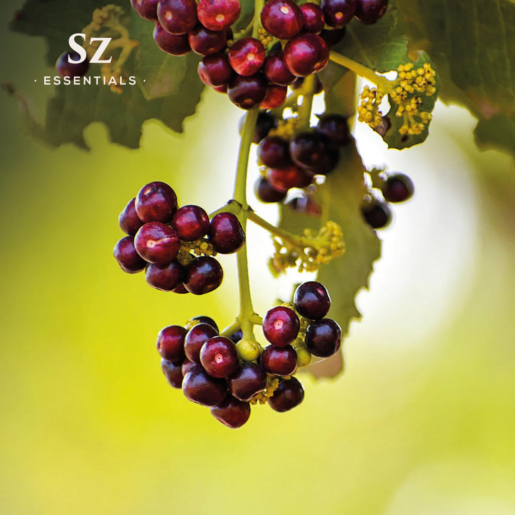 Sz Essentials - Allspice Essential Oil - Divine Scent! - The Real Deal! Extracted from Pimieta Diodica - Pure and Natural - Undi