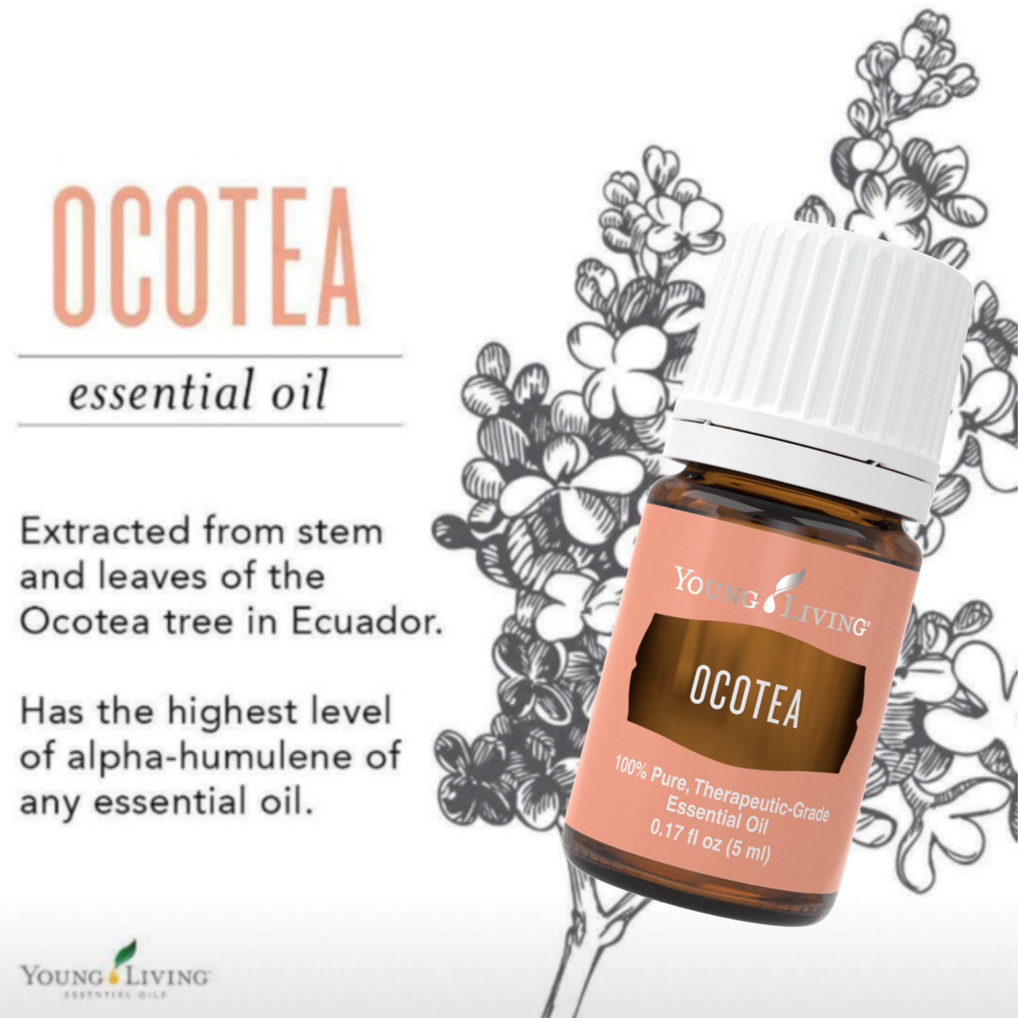 Young Living - Ocotea Essential Oil 5 ml | Used Traditionally in Spiritual Cleansing Rituals | Warm & Spicy Aroma | Cleanses Ski