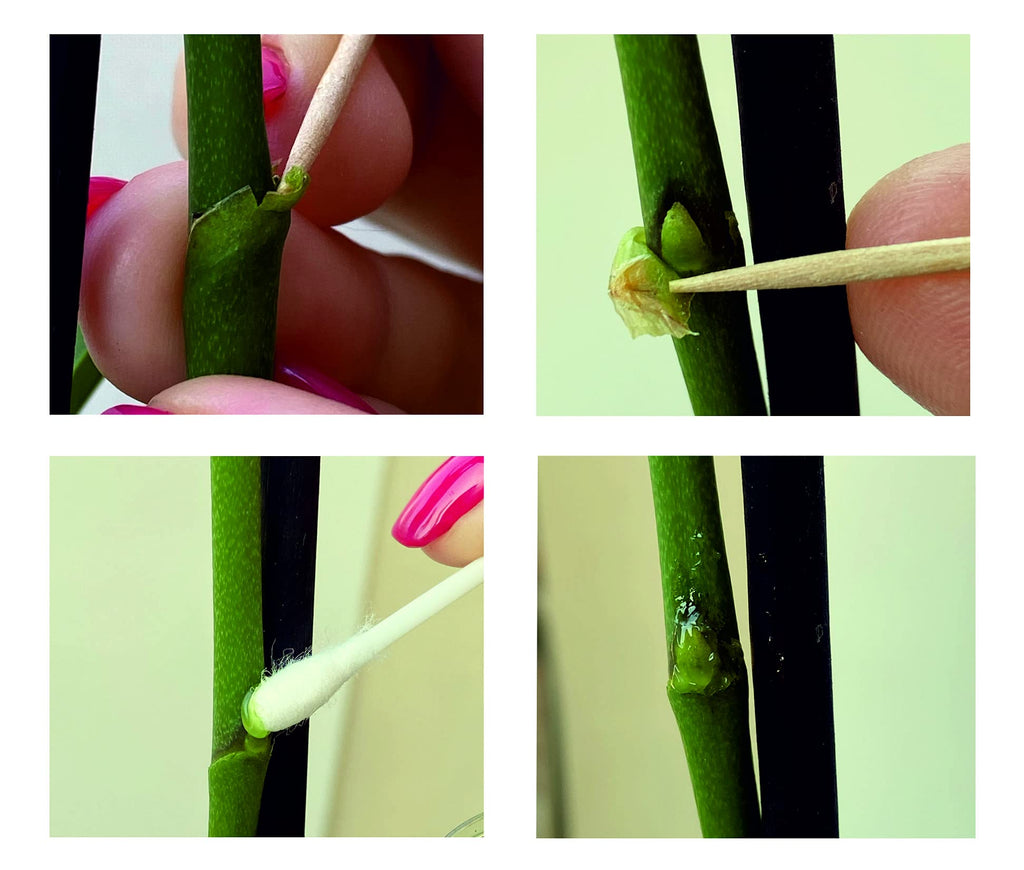 ELIT Orchid CLON+ Cytokinin Keiki Cloning Paste for Burgeon Awakening - Bloom Booster with Vitamins B1 and B6 (10 ml)