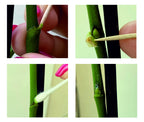 ELIT Orchid CLON+ Cytokinin Keiki Cloning Paste for Burgeon Awakening - Bloom Booster with Vitamins B1 and B6 (10 ml)