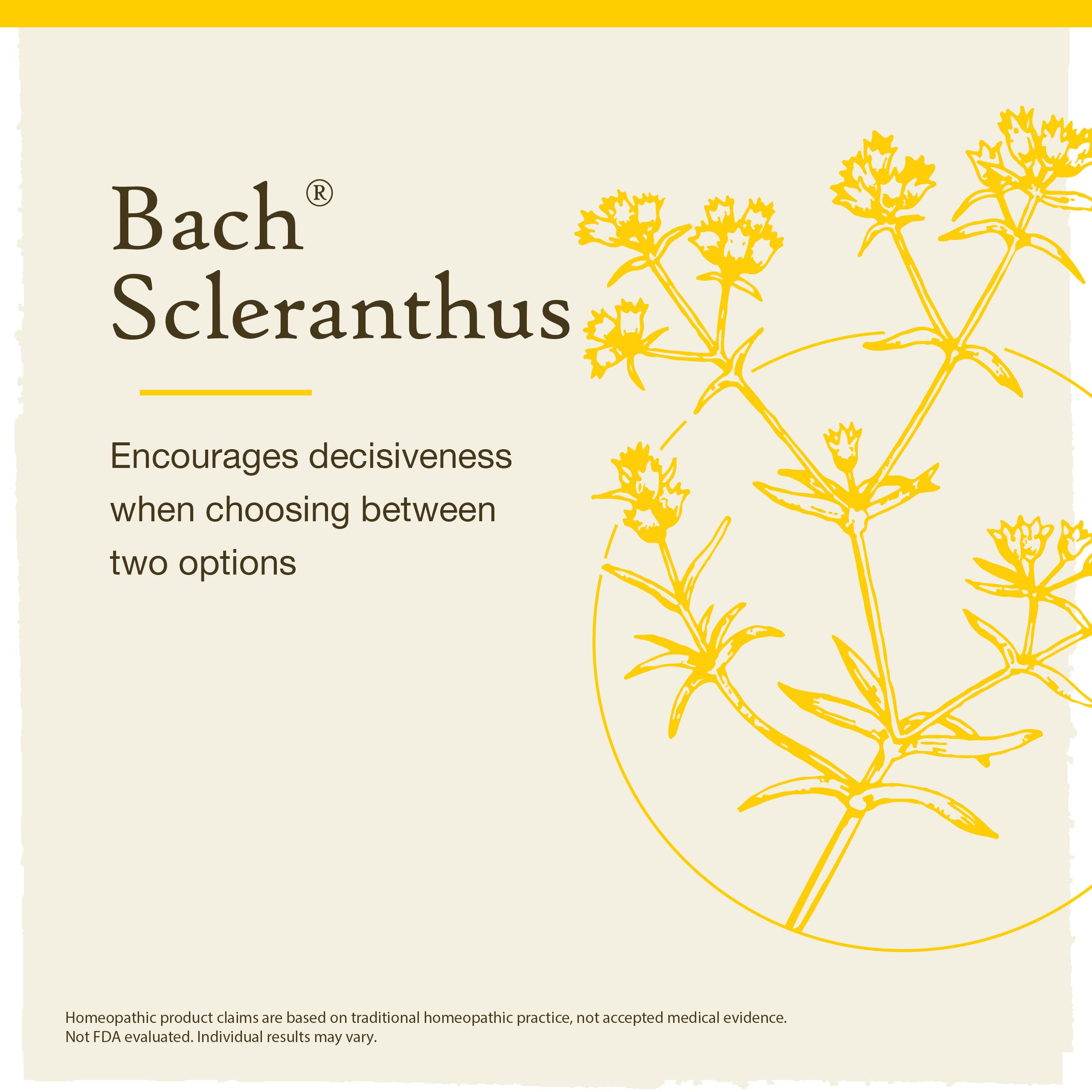 Bach Original Flower Remedies, Scleranthus for Decisiveness and Certainty, Natural Homeopathic Flower Essence, Holistic Wellness