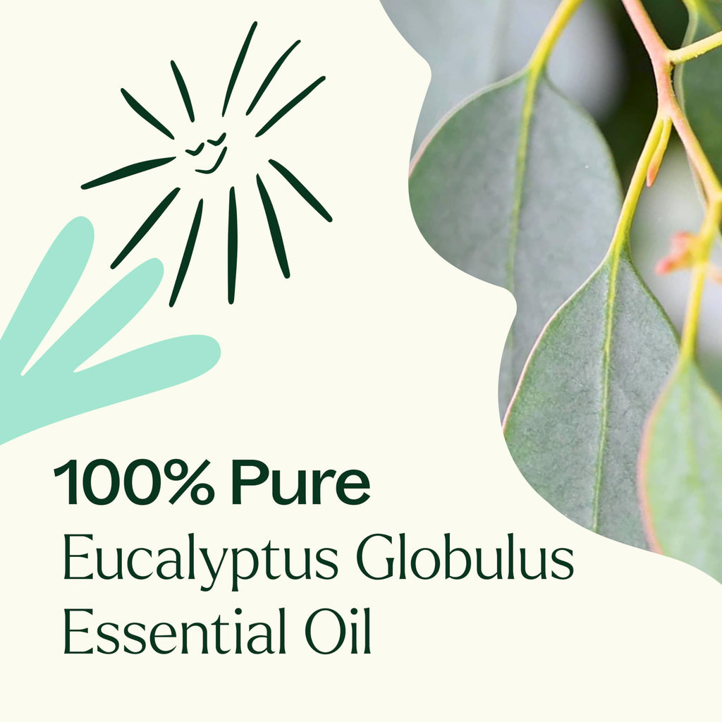 Plant Therapy Eucalyptus Globulus Essential Oil 10 mL (1/3 oz) for Diffuser, Skin, Hair, Aromatherapy DIYs, and Clear Breathing,