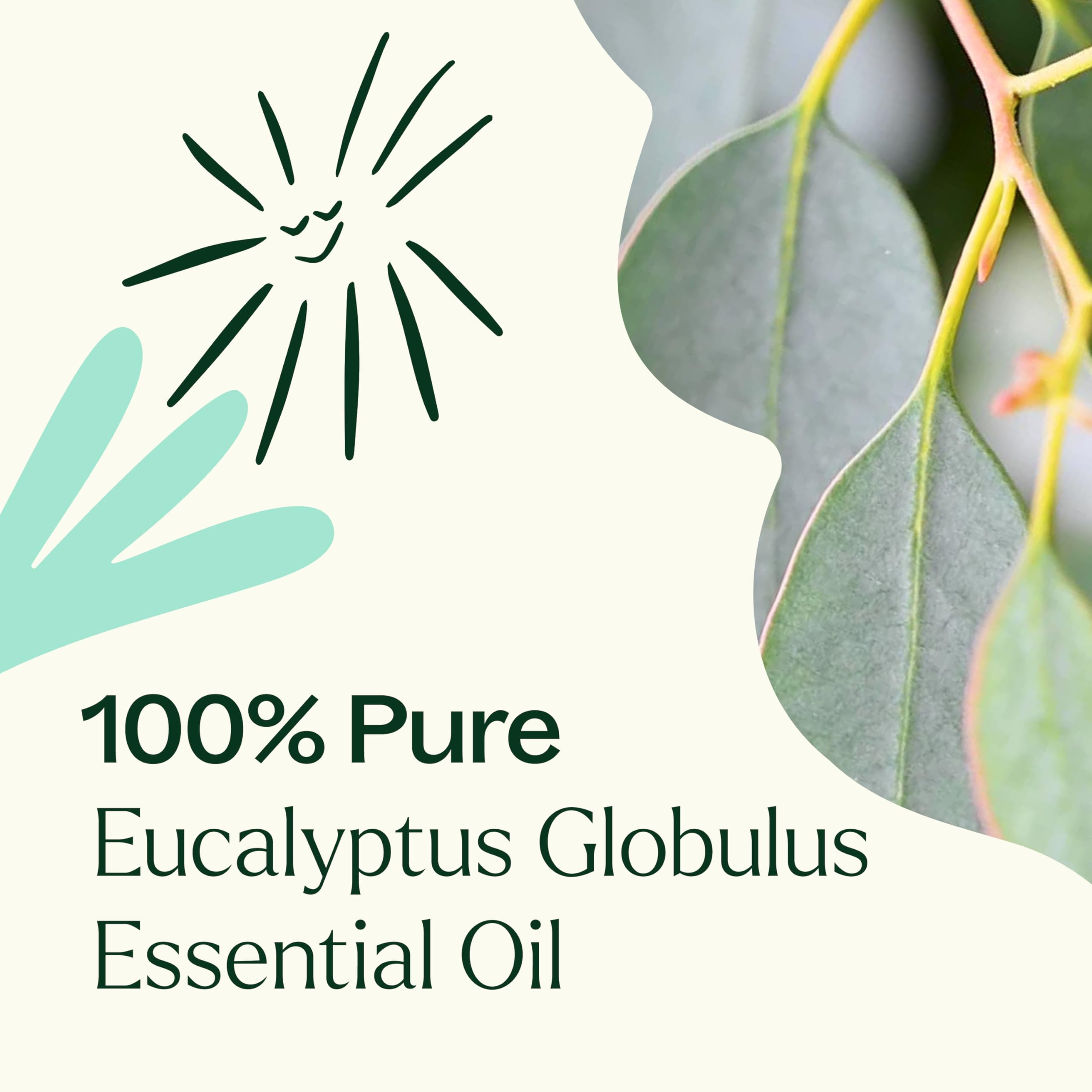 Plant Therapy Eucalyptus Globulus Essential Oil 10 mL (1/3 oz) for Diffuser, Skin, Hair, Aromatherapy DIYs, and Clear Breathing,