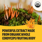 FreshCap Organic Cordyceps Mushroom Extract Powder Supplement - Ayurveda For Energy, Exercise Performance & Endurance - Vegan, P