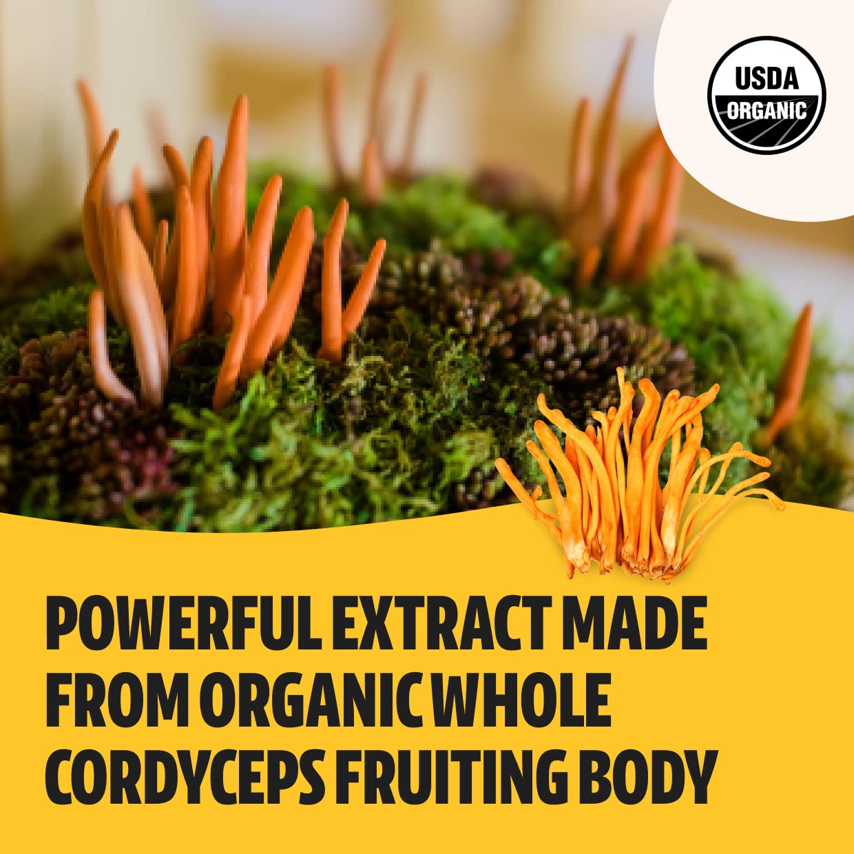 FreshCap Organic Cordyceps Mushroom Extract Powder Supplement - Ayurveda For Energy, Exercise Performance & Endurance - Vegan, P