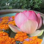 Sz Essentials - Pink Lotus 100% Pure, Essential Natural Oil - Extracted from Nymphaea Nucifera - Divine & Sweet Scent, with Exot