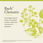 Bach Original Flower Remedies clematis 20ml