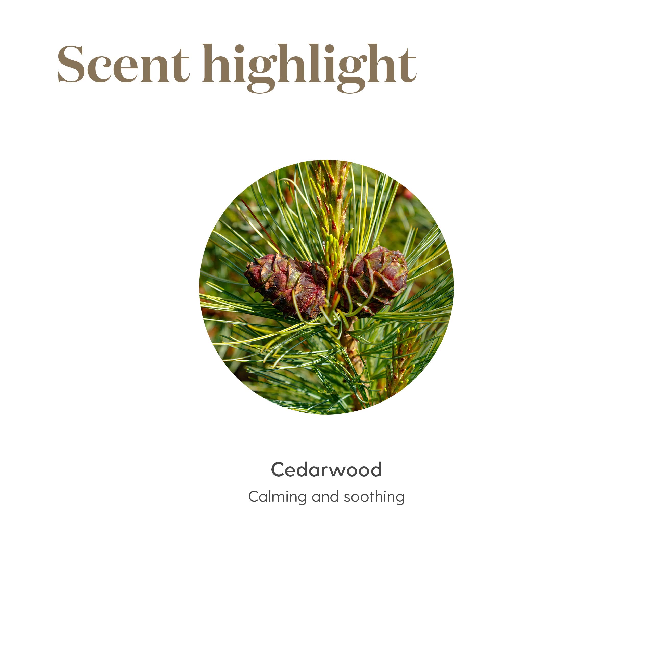 Young Living Cedarwood Essential Oil 15ml, for Healthy Skin, Hair, and Scalp, Unlock the Power of Pure, Calming and Soothing
