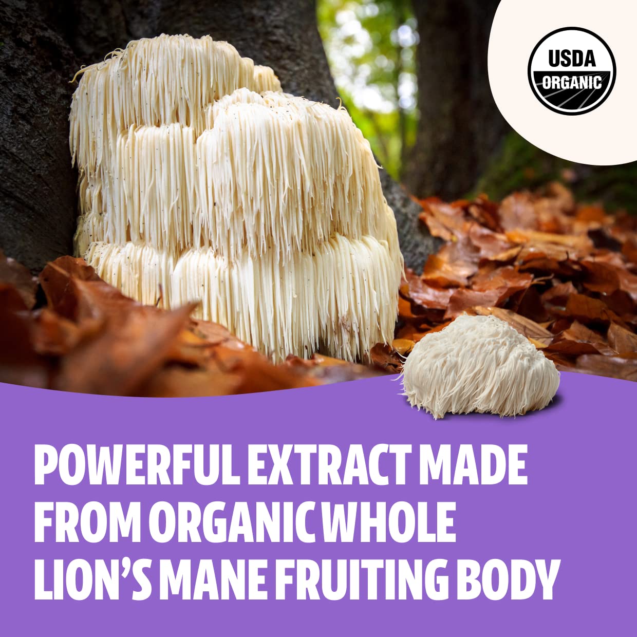 FreshCap Lions Mane Supplement Capsules - Ayurveda Premium Triple Extract USDA Organic - Third Party Tested - Whole Fruiting Bod