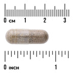 Gymnema Sylvestre Extract - Standardized