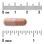 Pine Bark Extract - Standardized