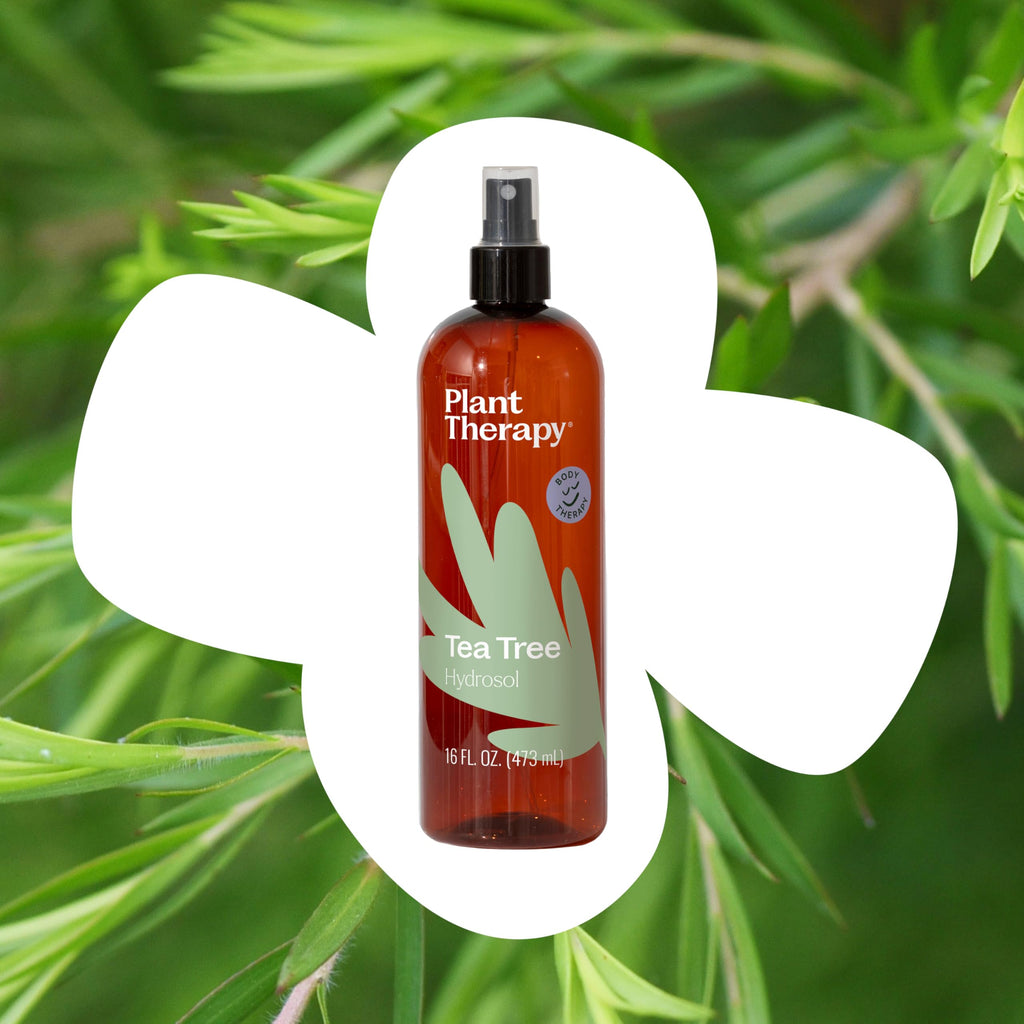 Plant Therapy Tea Tree (Melaleuca) Hydrosol 16 oz By-Product of Essential Oils