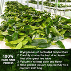 Premium Soursop Graviola Leaf Tea Bags