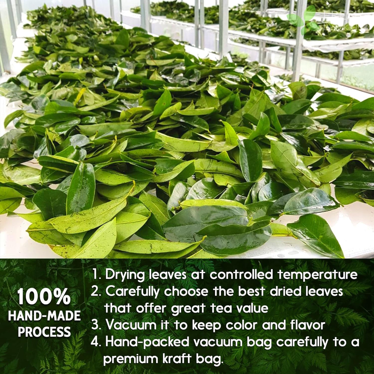 Premium Soursop Graviola Leaf Tea Bags