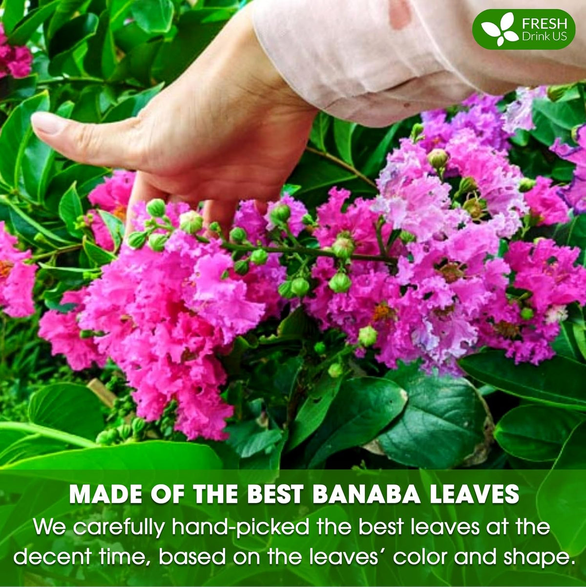 Premium Banaba Dried Leaves