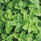Aromatics International Lemon Balm Hydrosol 100ml | Fresh Aromatic Spray for Daily Use