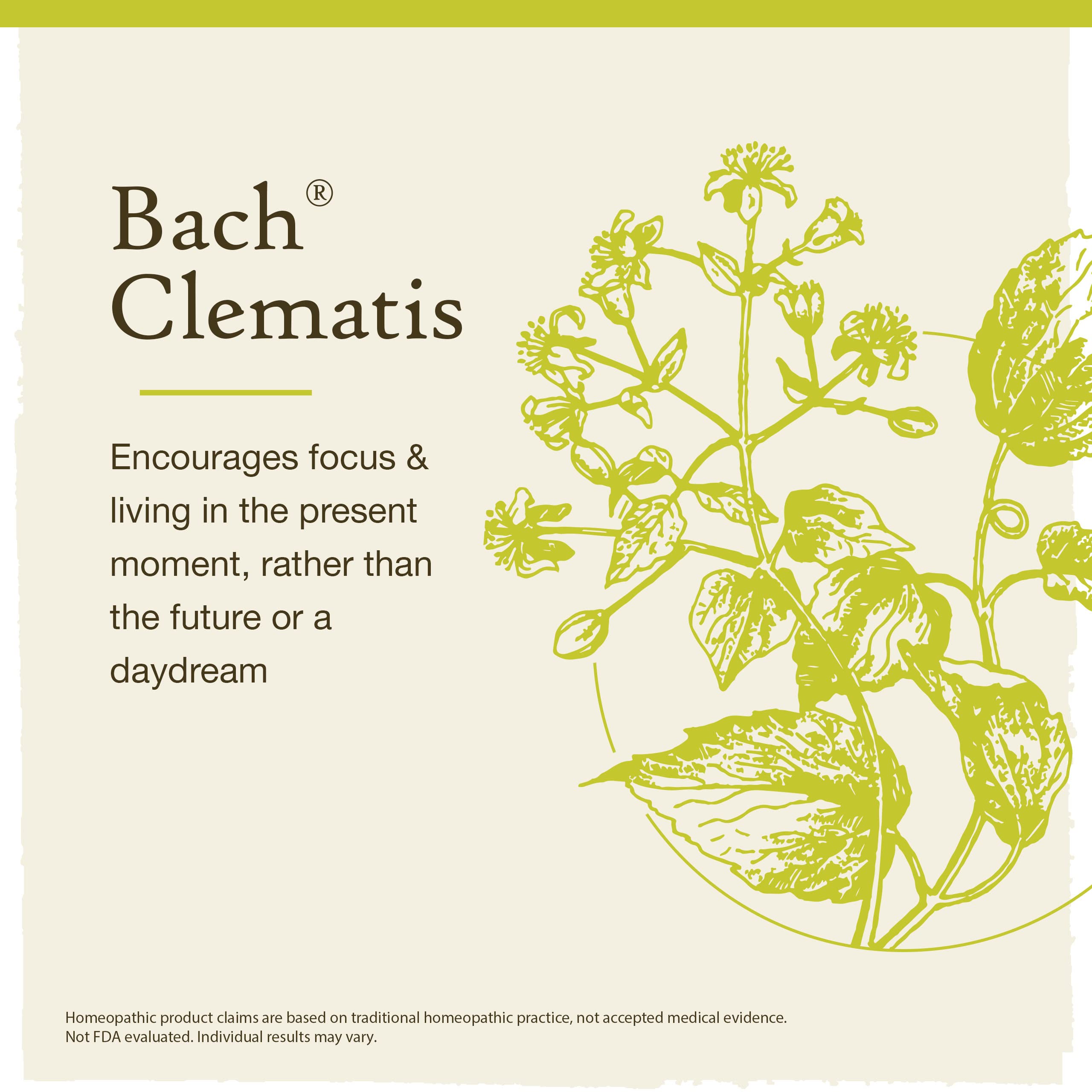 Bach Original Flower Remedies, Clematis for Focus and Concentration, Natural Homeopathic Flower Essence, Holistic Wellness and S