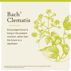 Bach Original Flower Remedies, Clematis for Focus and Concentration, Natural Homeopathic Flower Essence, Holistic Wellness and S