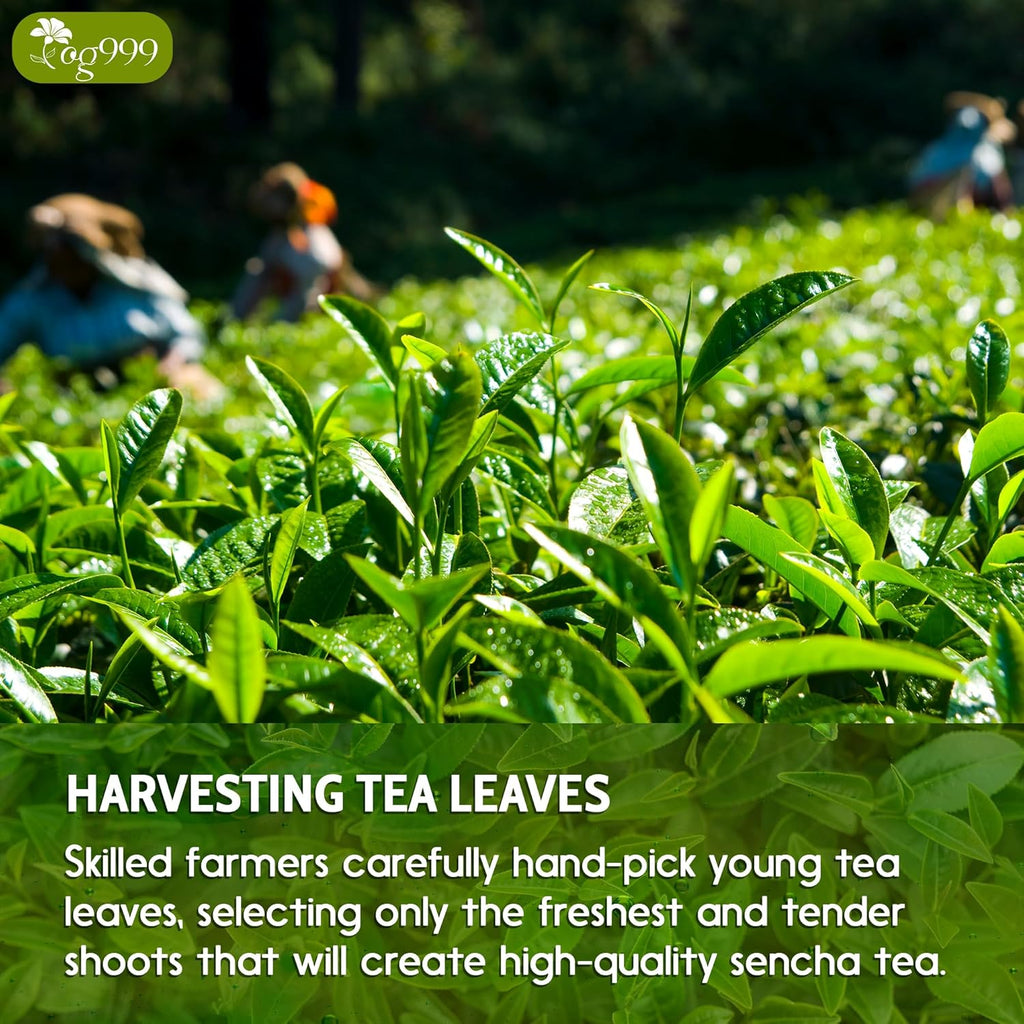 Premium Sencha Green Tea Bags