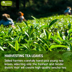 Premium Sencha Green Tea Bags