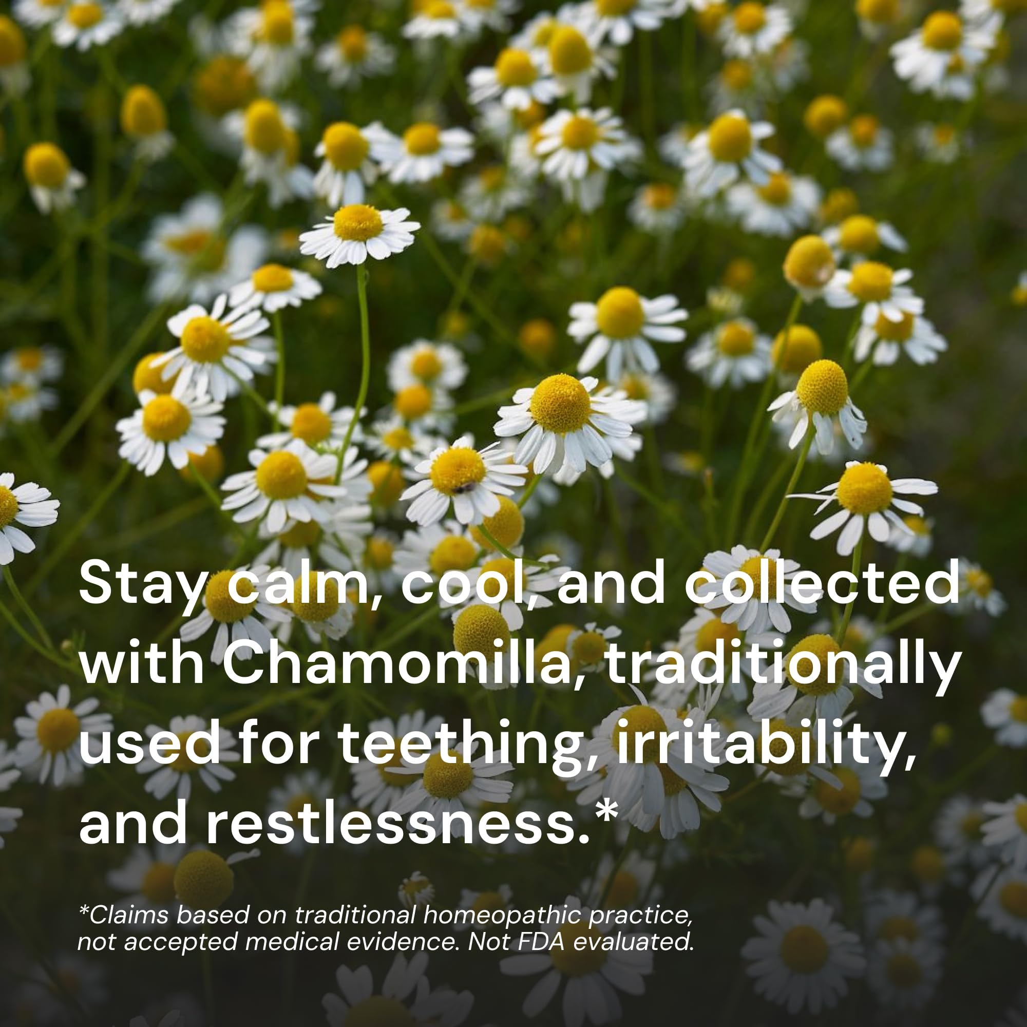 OLLOIS Chamomilla 30c Organic, Lactose-Free Homeopathic Medicine, 80 Pellets (Pack of 1)