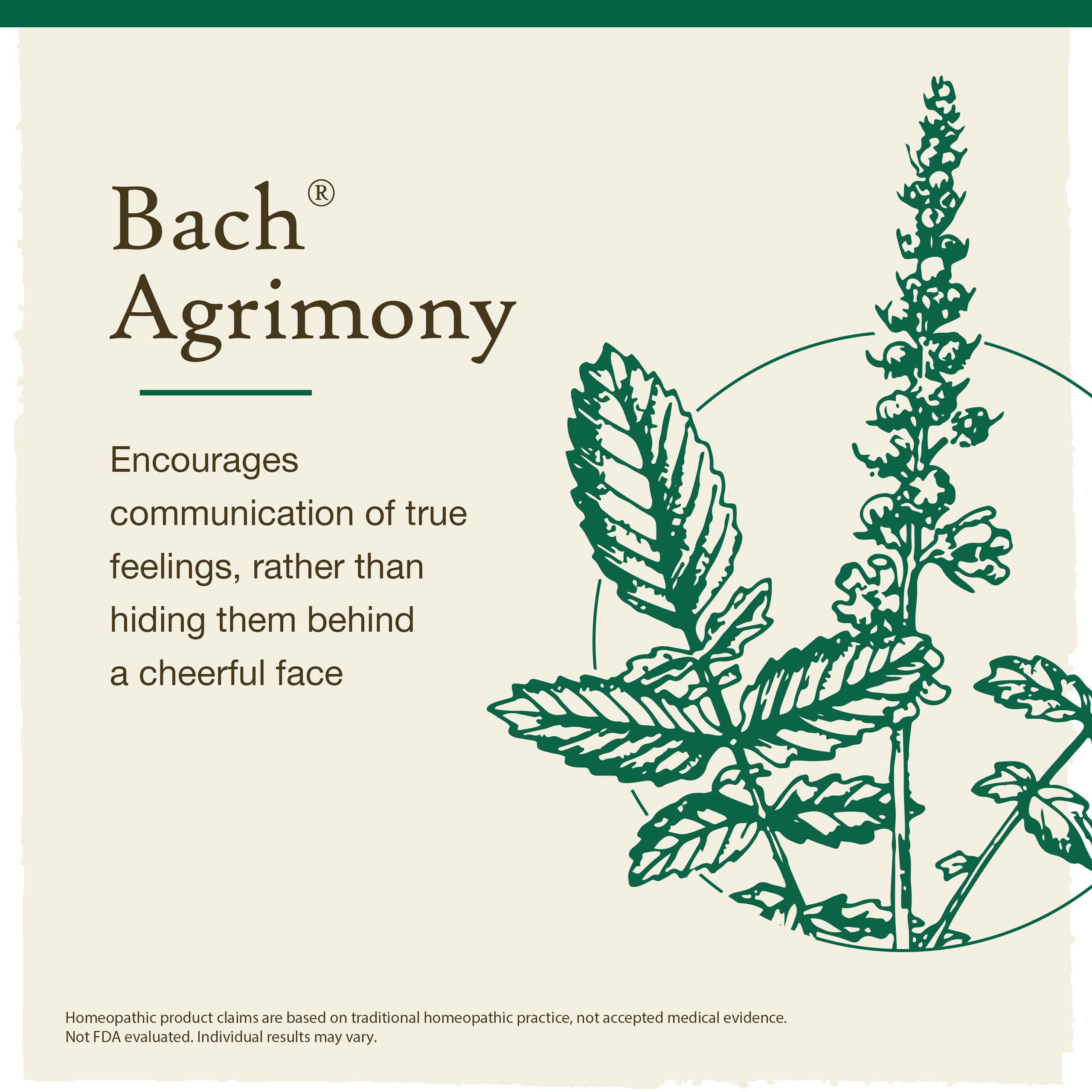 Bach Original Flower Remedies, Agrimony for Open Communication, Natural Homeopathic Flower Essence, Holistic Wellness and Stress