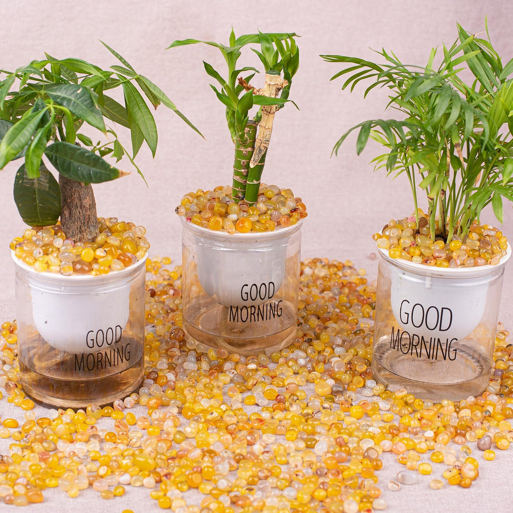 SigMntun Polished Yellow Agate Crystal Chips 200 Pcs - 0.3 10 oz Tumbled Stone Chips Crushed Sea Glass Stones Healing Reiki Crys