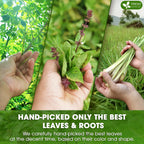 Premium Tulsi Moringa Lemongrass  Tea Bags, 100% Natural & Pure from Tulsi Holy Basil Leaves, Moringa & Lemongrass.