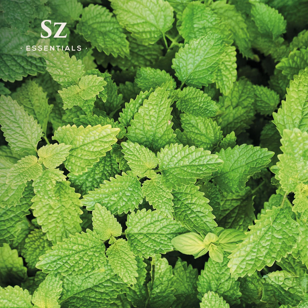 Sz Essentials - Melissa Essential Oil - Aka Lemon Balm - 100% Pure and Undiluted - Extracted from Melissa Officinalis - Sweet &