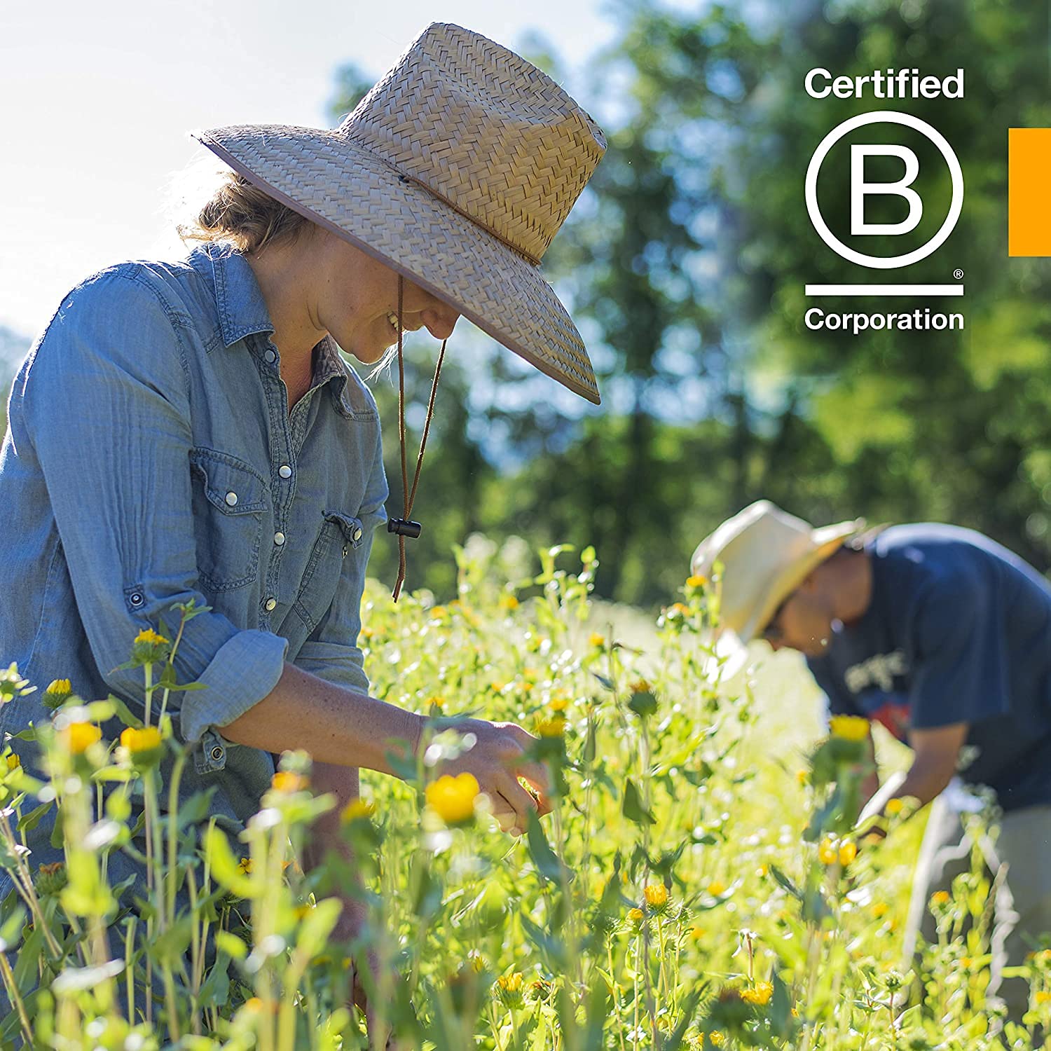 Arnica Whole Flower, 1 Oz by Herb Pharm (Pack of 3)