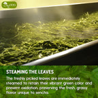Premium Sencha Green Tea Bags