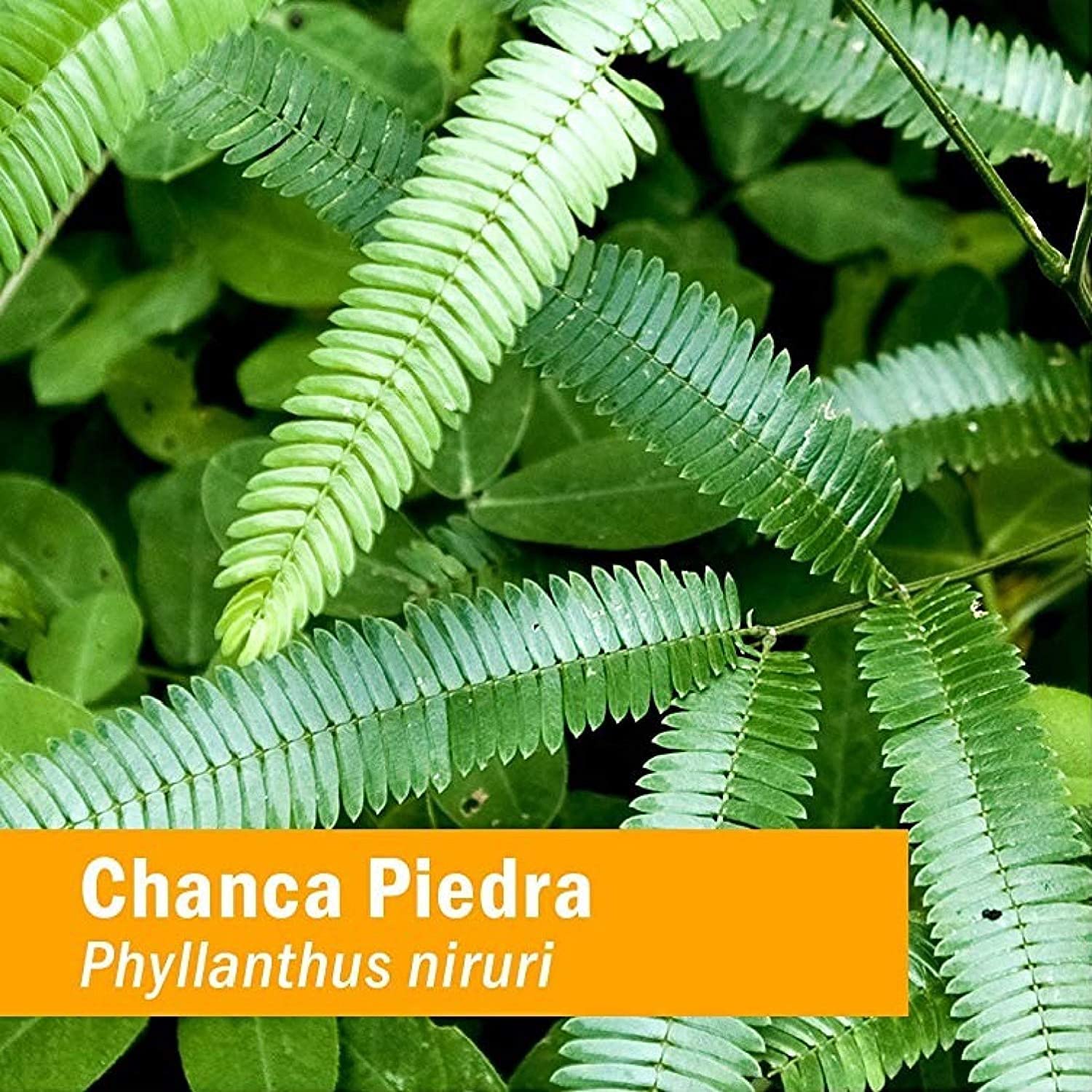 Herb Pharm Chanca Piedra Liquid Extract for Urinary System Support - 4 Ounce