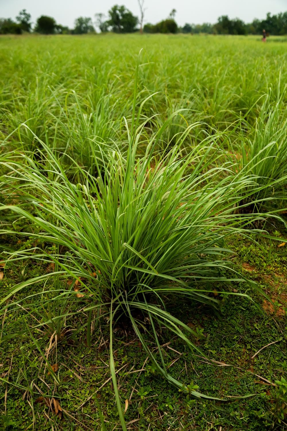 doTERRA - Lemongrass Essential Oil - 15 mL