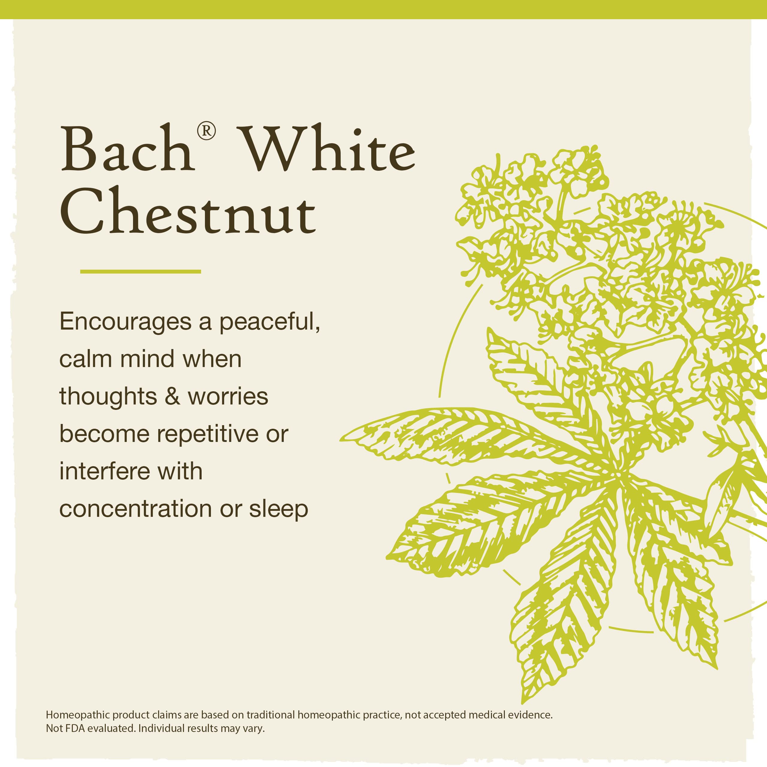 Bach Original Flower Remedies, White Chestnut for Calming Repetitive Thoughts, Natural Homeopathic Flower Essence, Emotional Wel
