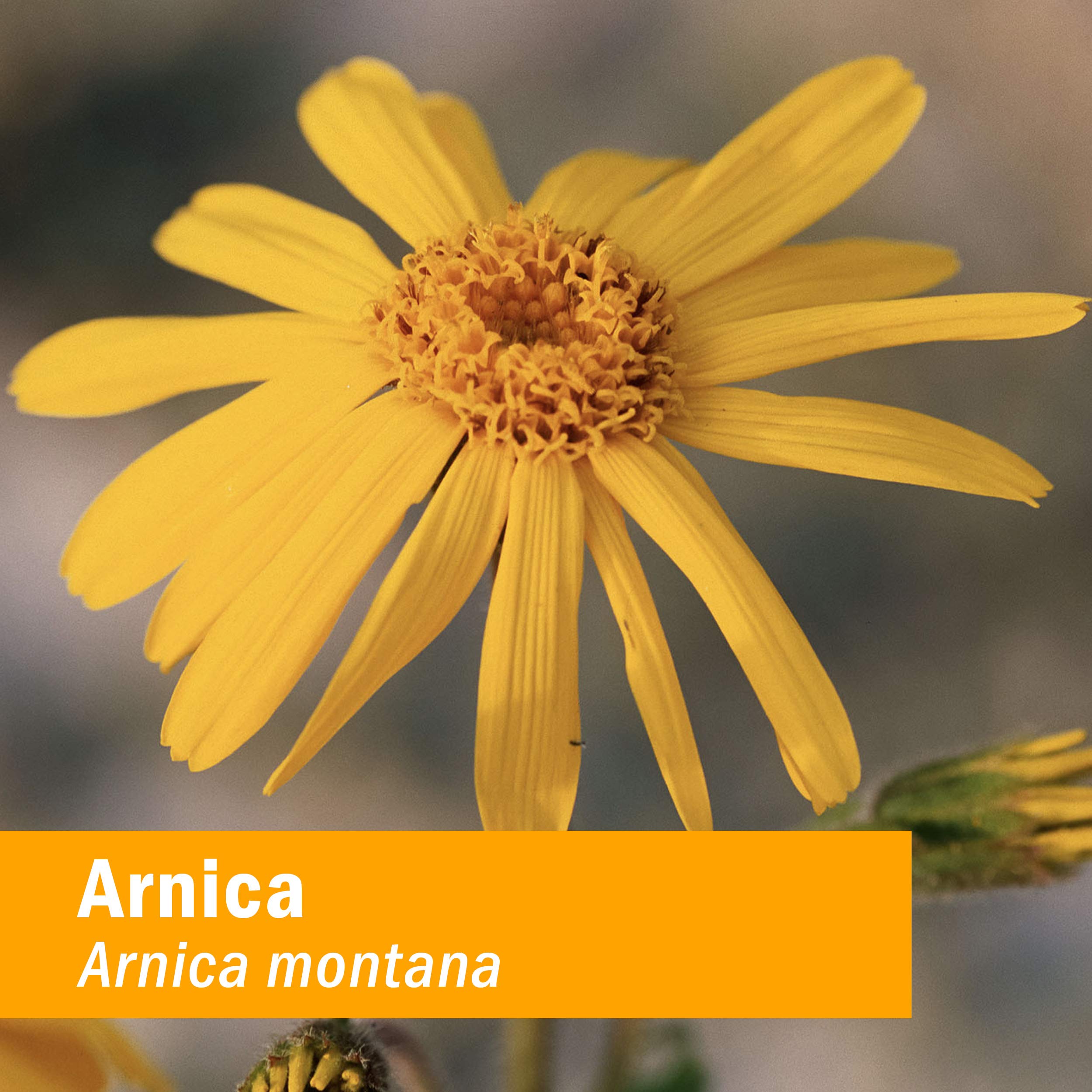 Arnica Whole Flower, 1 Oz by Herb Pharm (Pack of 3)