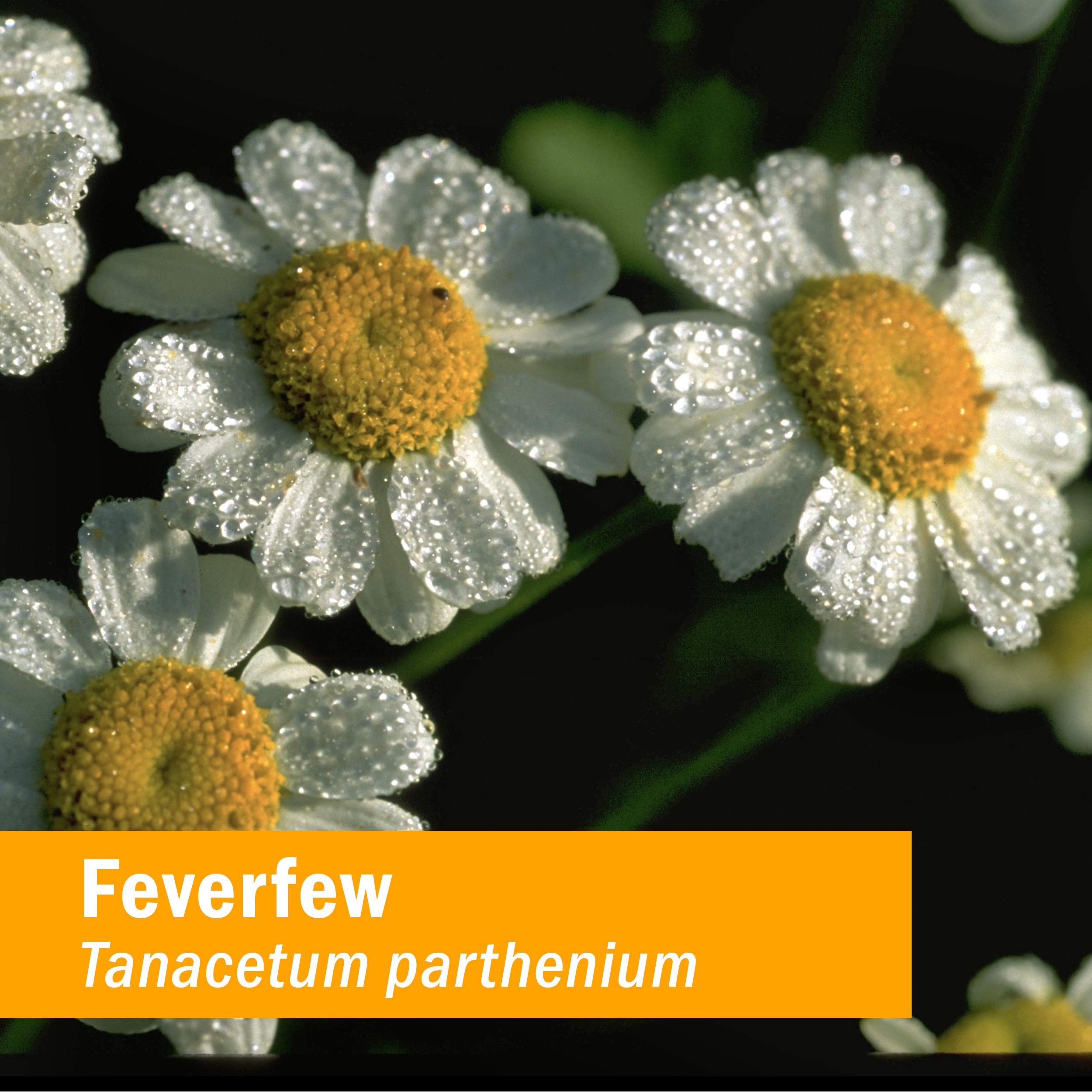 Herb Pharm Certified Organic Feverfew Liquid Extract for Minor Pain Support - 1 Ounce