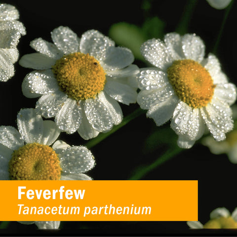 Herb Pharm Certified Organic Feverfew Liquid Extract for Minor Pain Support - 1 Ounce