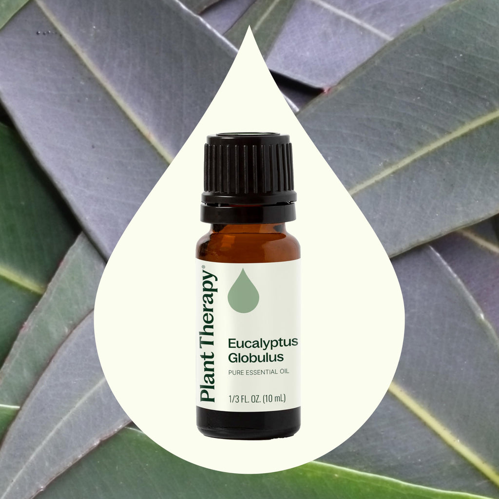 Plant Therapy Eucalyptus Globulus Essential Oil 10 mL (1/3 oz) for Diffuser, Skin, Hair, Aromatherapy DIYs, and Clear Breathing,