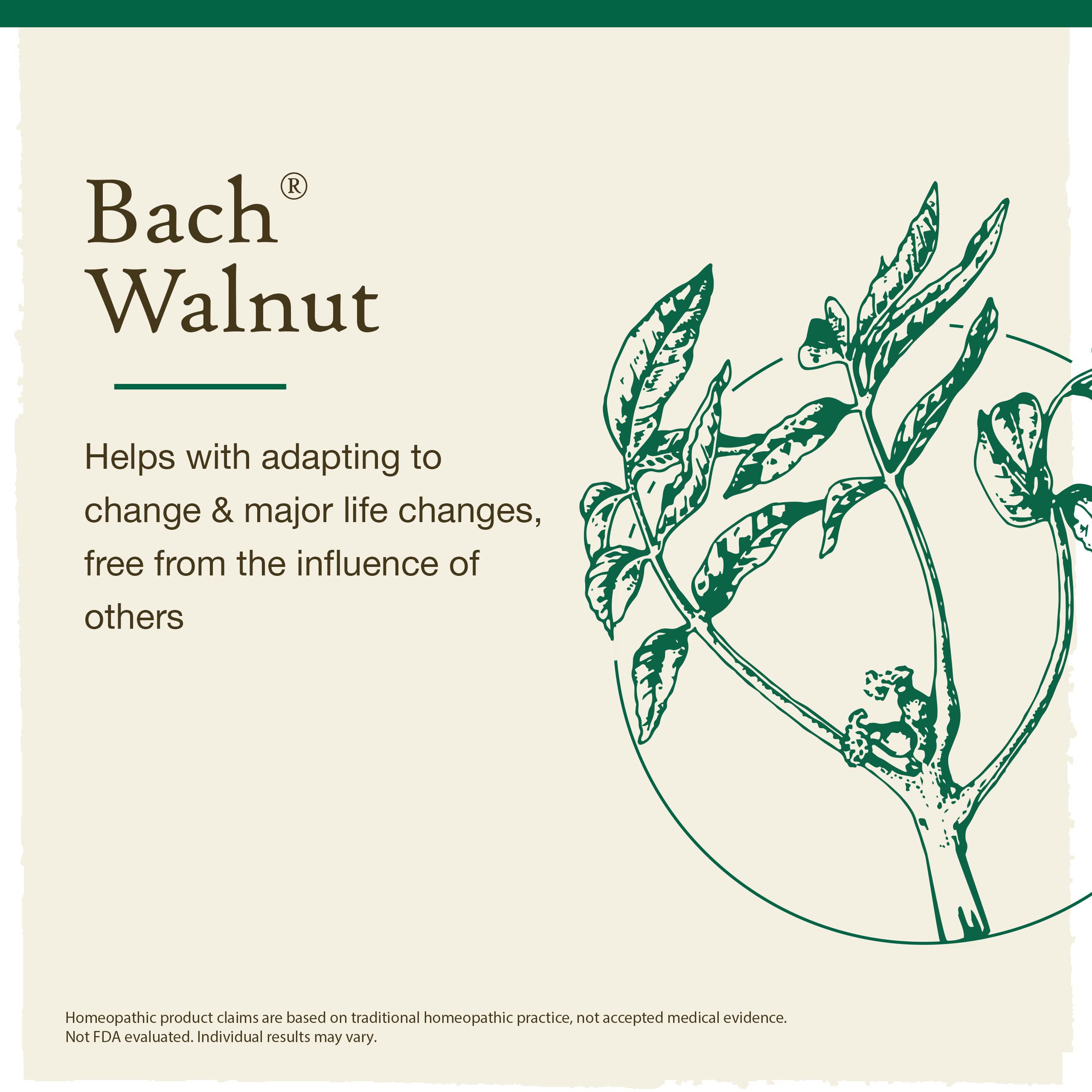 Bach Original Flower Remedies, Walnut for Adapting to Change, Natural Homeopathic Flower Essence, Holistic Wellness and Stress R